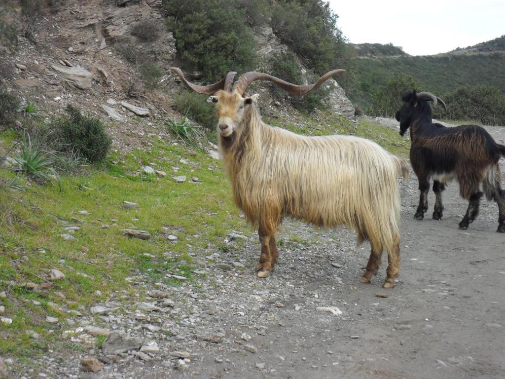 Gite U Licetu A La Campagne Oreta Εξωτερικό φωτογραφία