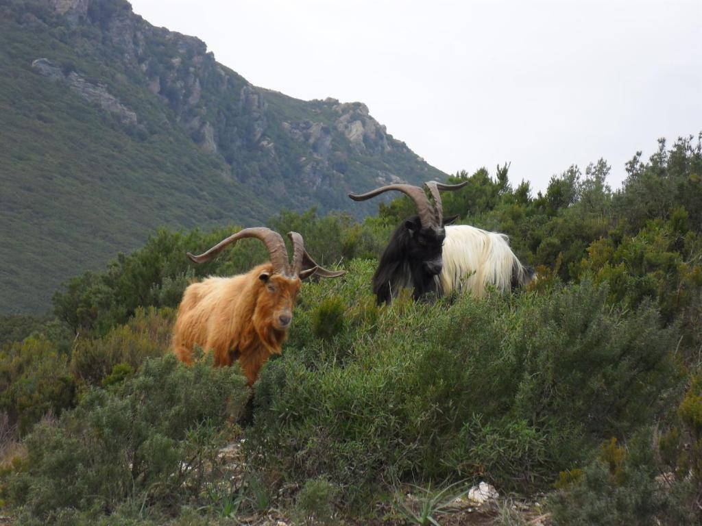 Gite U Licetu A La Campagne Oreta Εξωτερικό φωτογραφία