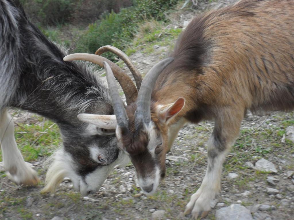 Gite U Licetu A La Campagne Oreta Εξωτερικό φωτογραφία